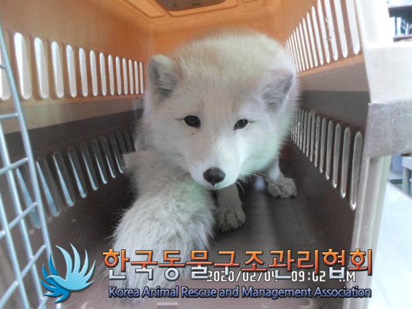 서울 종로구 혜화동에서 북극여우 발견 포획
